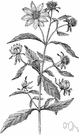 beggar's-ticks - any of several plants of the genus Bidens having yellow flowers and prickly fruits that cling to fur and clothing