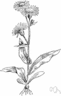 Robin's plantain - common perennial of eastern North America having flowers with usually violet-purple rays