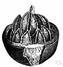 brazil-nut tree - tall South American tree bearing brazil nuts