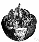 Brazil nut - tall South American tree bearing brazil nuts