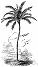 genus Cocos - coconut palms