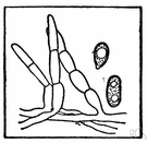 genus Erysiphe - genus of powdery mildews