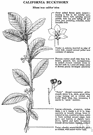 California buckthorn - evergreen shrub of western United States bearing small red or black fruits