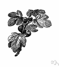 fig leaf - a leaf from a fig tree