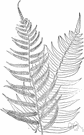 Athyrium pycnocarpon - North American fern with narrow fronds on yellowish leafstalks