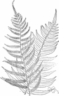 Diplazium pycnocarpon - North American fern with narrow fronds on yellowish leafstalks