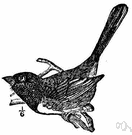 genus Pipilo - towhees