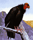 Gymnogyps californianus - North American condor