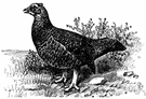 Lagopus scoticus - reddish-brown grouse of upland moors of Great Britain