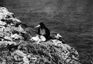 man-of-war bird - long-billed warm-water seabird with wide wingspan and forked tail