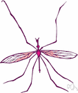 Tipulidae - crane flies