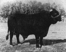 Santa Gertrudis - Brahman and shorthorn crossbreed of red cattle