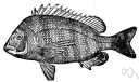 Archosargus rhomboidalis - sea bream of warm Atlantic waters