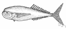 Luvarus - type genus of the Luvaridae