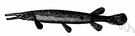 Lepisosteidae - comprises the genus Lepisosteus