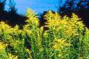family Compositae - plants with heads composed of many florets: aster