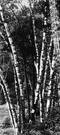 family Betulaceae - monoecious trees and shrubs (including the genera Betula and Alnus and Carpinus and Corylus and Ostrya and Ostryopsis)