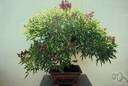 millettia - any of several tropical trees or shrubs yielding showy streaked dark reddish or chocolate-colored wood