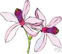 pride-of-India - tree of northern India and China having purple blossoms and small inedible yellow fruits