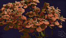 slipperwort - any garden plant of the genus Calceolaria having flowers with large inflated slipper-shaped lower lip