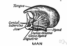 symphysis - an abnormal adhesion of two or more structures