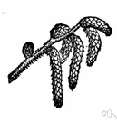 amentiferous - (of plants) bearing or characterized by aments or catkins