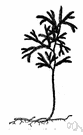 Listeria monocytogenes - the type species of the genus Listeria