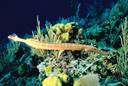 family Aulostomidae - trumpetfishes