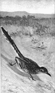 Geococcyx - roadrunners
