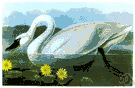 Cygnus columbianus - swan that nests in tundra regions of the New and Old Worlds