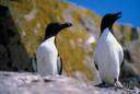 Alca torda - black-and-white northern Atlantic auk having a compressed sharp-edged bill