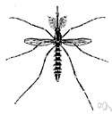 Aedes albopictus - striped native of Japan thriving in southwestern and midwestern United States and spreading to the Caribbean