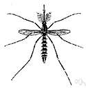 Asian tiger mosquito - striped native of Japan thriving in southwestern and midwestern United States and spreading to the Caribbean
