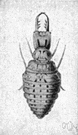 ant lion - the larva of any of several insects