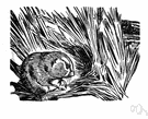 meadow vole - widely distributed in grasslands of northern United States and Canada