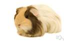 wild cavy - South American cavy