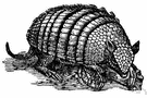 Euphractus sexcinctus - Argentine armadillo with six movable bands and hairy underparts