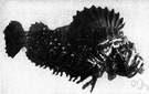 scorpion fish - marine fishes having a tapering body with an armored head and venomous spines