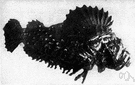 sea scorpion - marine fishes having a tapering body with an armored head and venomous spines