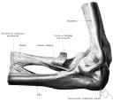 articulatio cubiti - hinge joint between the forearm and upper arm and the corresponding joint in the forelimb of a quadruped