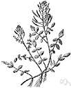 watercress - cresses that grow in clear ponds and streams