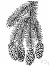 Picea sitchensis - a large spruce that grows only along the northwestern coast of the United States and Canada