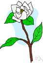 Magnoliidae - a group of families of trees and shrubs and herbs having well-developed perianths and apocarpous ovaries and generally regarded as the most primitive extant flowering plants
