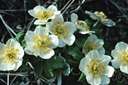 Canada anemone - common summer-flowering woodland herb of Labrador to Colorado