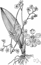 dancing lady orchid - any orchid of the genus Oncidium: characterized by slender branching sprays of small yellow and brown flowers
