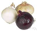 onion plant - bulbous plant having hollow leaves cultivated worldwide for its rounded edible bulb