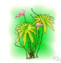 Erythronium californicum