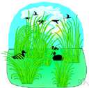 genus Triglochin