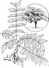 tree of the gods - deciduous rapidly growing tree of China with foliage like sumac and sweetish fetid flowers