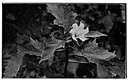 Datura suaveolens - South American plant cultivated for its very large nocturnally fragrant trumpet-shaped flowers